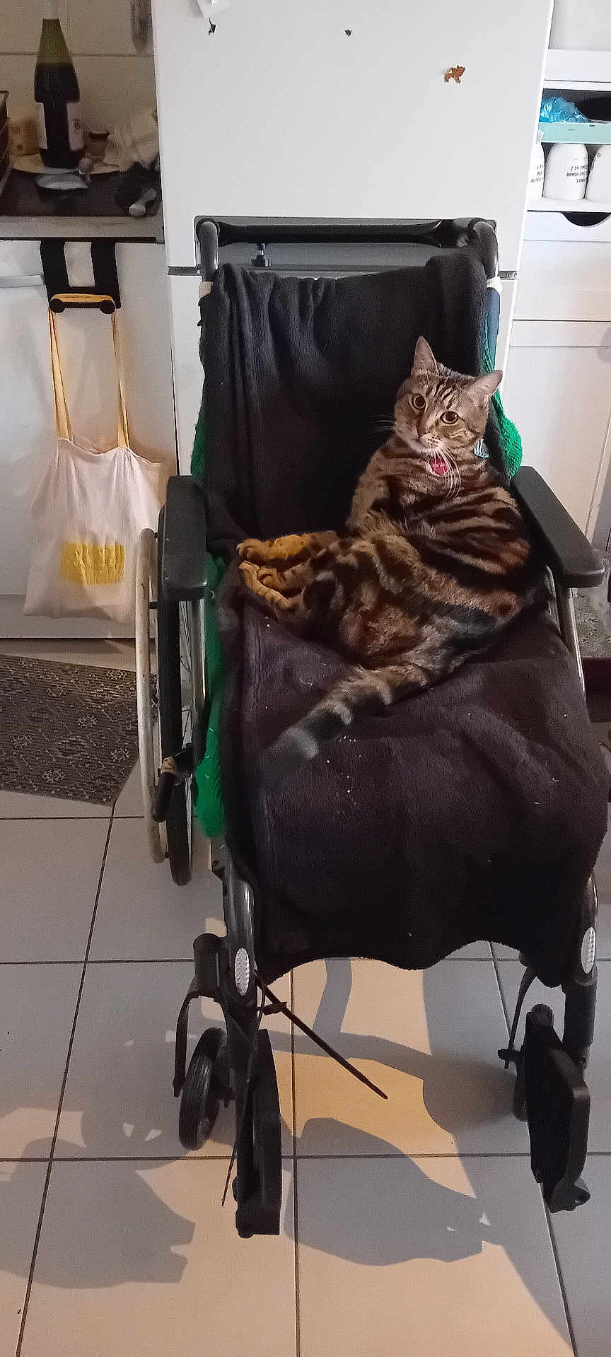 Weiss a rejoint le concours — aidez-le/la à gagner de superbes lots ! cat, tabby_cat, wheelchair, blanket, kitchen, fridge, tiled_floor, cabinet, bag, bottle, countertop, indoor, pet_collar, collar_tag, relaxed, stripes, pet, feline, gaze, home