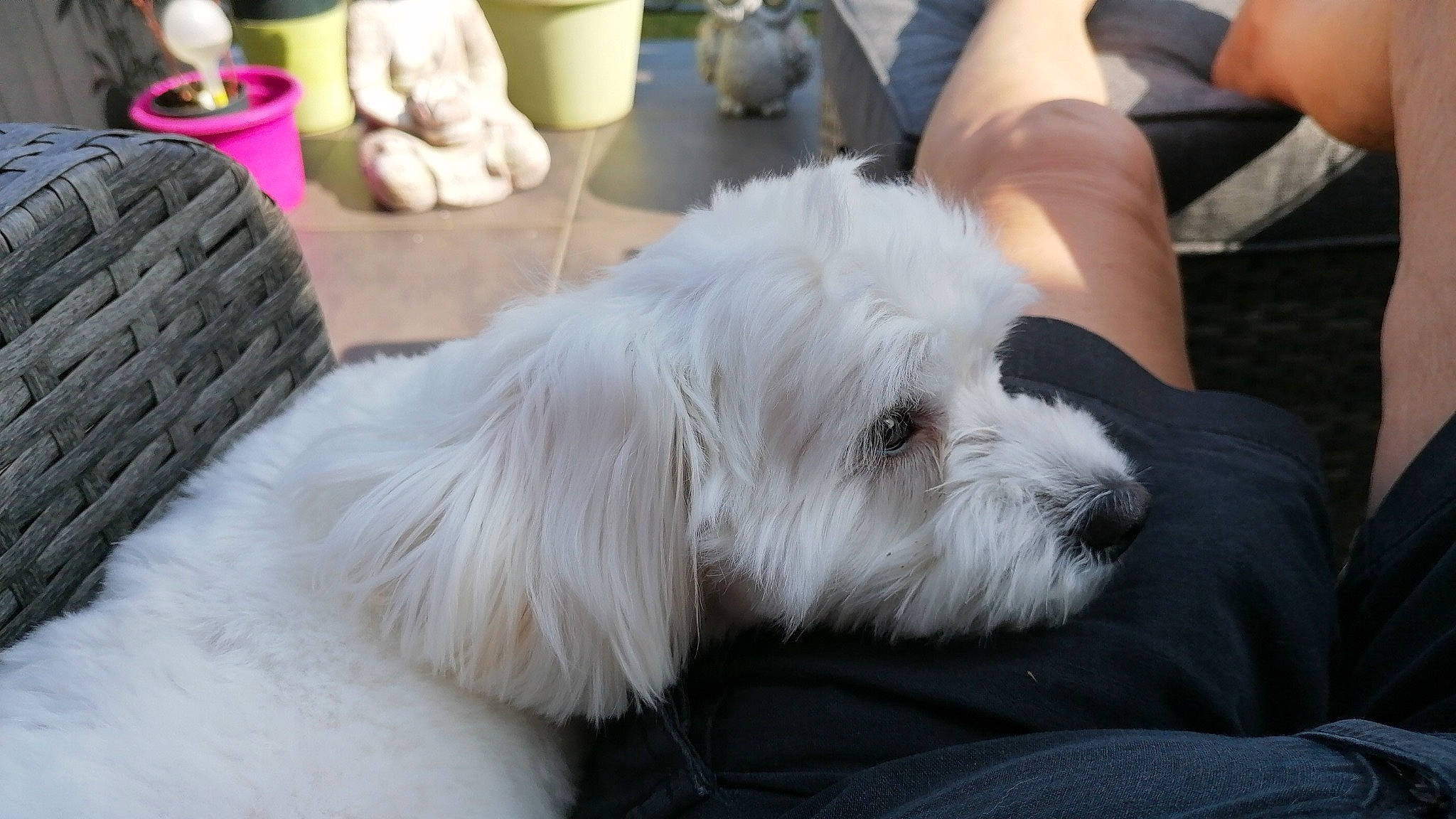 Schana a rejoint le concours — aidez-le/la à gagner de superbes lots ! bichon, canidae, carnivore, comfort, companion_dog, dog, dog_breed, fur, maltepoo, nap, non_sporting_group, old_english_sheepdog, puppy, small_terrier, snout, sporting_group, terrier, toy_dog