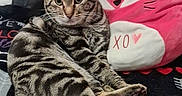 Popposh joined the competition — help win amazing prizes! cat, tabby, pet, animal, feline, cute, indoor, cozy, pink_pillow, plush, couch, blanket, relaxed, fur, whiskers, ears, eyes, resting, domestic_cat, patterned_fur