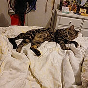 Popposh joined the competition — help win amazing prizes! cat, tabby, sleeping, bed, blanket, indoor, furniture, dresser, fan, relaxed, pet, domestic_animal, animal, resting, cozy, striped, feline, room, household, sleep