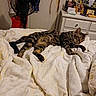 cat, tabby, sleeping, bed, blanket, indoor, furniture, dresser, fan, relaxed, pet, domestic_animal, animal, resting, cozy, striped, feline, room, household, sleep