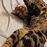 Popposh joined the competition — help win amazing prizes! cat, tabby_cat, pet, bed, blanket, indoor, feline, playful, stretching, relaxed, animal, fur, whiskers, paws, cute, domestic_animal, sleeping_area, cozy, resting, striped