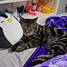 Popposh is registered to the contest to win money with this photo: cat, tabby, sleeping, bed, blanket, purple, plushie, penguin, shelf, bottles, personal_care, nail_polish, water_bottle, clutter, indoor, resting, cozy, furniture, household_items, cute