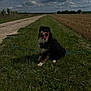 Ranger a rejoint le concours — aidez-le/la à gagner de superbes lots ! animal, canine, clouds, daytime, dog, field, fur, grass, greenery, happy, landscape, leash, nature, outdoor, pet, road, rural, sky, tongue, walking_path