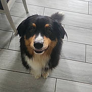 Ranger participe au concours pour gagner de l'argent avec cette photo : animal, black, brown, companion, cute, dog, ears, floor, footwear, fur, furniture, happy, indoor, looking_up, pet, slippers, snout, tail, tile, white