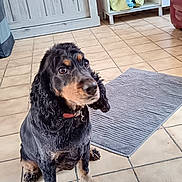 Oupette a rejoint le concours — aidez-le/la à gagner de superbes lots ! animal, attention, black, brown, cabinet, collar, curly_ears, cute, dog, floor, flowers, furniture, indoor, living_room, pet, rug, television, tile, vase, waiting