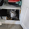 cabinet, cat, container, cords, curious, door, feline, floor, fluffy_cat, gray_cat, green_eyes, hiding, household_items, indoor, pet, plastic_wrap, quiet, shelf, small_space, storage