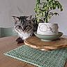 Zyra a rejoint le concours — aidez-le/la à gagner de superbes lots ! cat, cute, decor, face_pot, feline, fluffy, glasses, gray_cat, greenery, home, indoor, knitted_mat, plant, pot, potted_plant, relaxing, round_glasses, tabby_cat, table, wooden_table