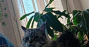 Zyra participe au concours pour gagner de l'argent avec cette photo : cat, indoor, houseplant, curtain, window, fluffy, feline, plant, green, blue_blanket, pattern, natural_light, pet, domestic_animal, cozy, fur, whiskers, tail, living_room, home