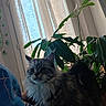 cat, indoor, houseplant, curtain, window, fluffy, feline, plant, green, blue_blanket, pattern, natural_light, pet, domestic_animal, cozy, fur, whiskers, tail, living_room, home