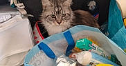 Zyra participe au concours pour gagner de l'argent avec cette photo : animal, background, cat, container, curious, domestic, eyes, fabric_bag, feline, food_packaging, fur, groceries, household_items, indoor, kitten, pet, plastic_bottle, shopping_bag, sitting, stuffed