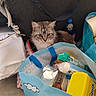 animal, background, cat, container, curious, domestic, eyes, fabric_bag, feline, food_packaging, fur, groceries, household_items, indoor, kitten, pet, plastic_bottle, shopping_bag, sitting, stuffed