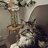 calm, cat, chair, cozy, decor, dried_flowers, feline, fluffy, fur, gray, greenery, indoor, modern, pet, relaxed, sitting, vase, whiskers, white, wooden_table
