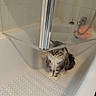 Zyra participe au concours pour gagner de l'argent avec cette photo : cat, bathtub, glass_door, bathroom, shower, bath_pouf, tile_wall, pet, fur, sitting, indoor, white, gray, fluffy, animal, domestic, clean, quiet, still, curious
