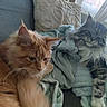 cat, cats, ginger_cat, tabby_cat, feline, pet, indoor, couch, blanket, cushion, window, curtains, relaxed, cozy, fur, whiskers, resting, domestic_animal, soft_texture, daylight