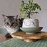 Zyra a rejoint le concours — aidez-le/la à gagner de superbes lots ! calm, cat, cozy, decor, face_illusion, fur, glasses, gray_cat, green_eyes, green_placemat, home, indoor, leafy_plant, plant, portrait, pot, round_glasses, still_life, table, wooden_stand