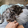 animal, blanket, cat, cozy, cuddle, domestic, feline, floor, furry, gray, hand, indoor, nibbling, pet, playing, relaxed, rings, soft, tabby, tile