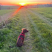Aston a rejoint le concours — aidez-le/la à gagner de superbes lots ! dog, sunset, grass, field, path, harness, nature, outdoor, sky, sun, landscape, animal, greenery, peaceful, scenic, brown_dog, dawn, evening, rural, quiet