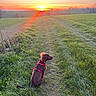 dog, sunset, grass, field, path, harness, nature, outdoor, sky, sun, landscape, animal, greenery, peaceful, scenic, brown_dog, dawn, evening, rural, quiet