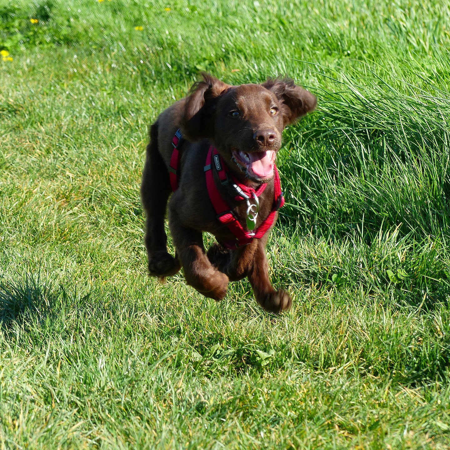 Aston participe au concours pour gagner de l'argent avec cette photo : dog, puppy, running, grass, outdoor, happy, playful, canine, pet, nature, greenery, sunlight, animal, young_dog, active, fur, ears, tongue, harness, daytime