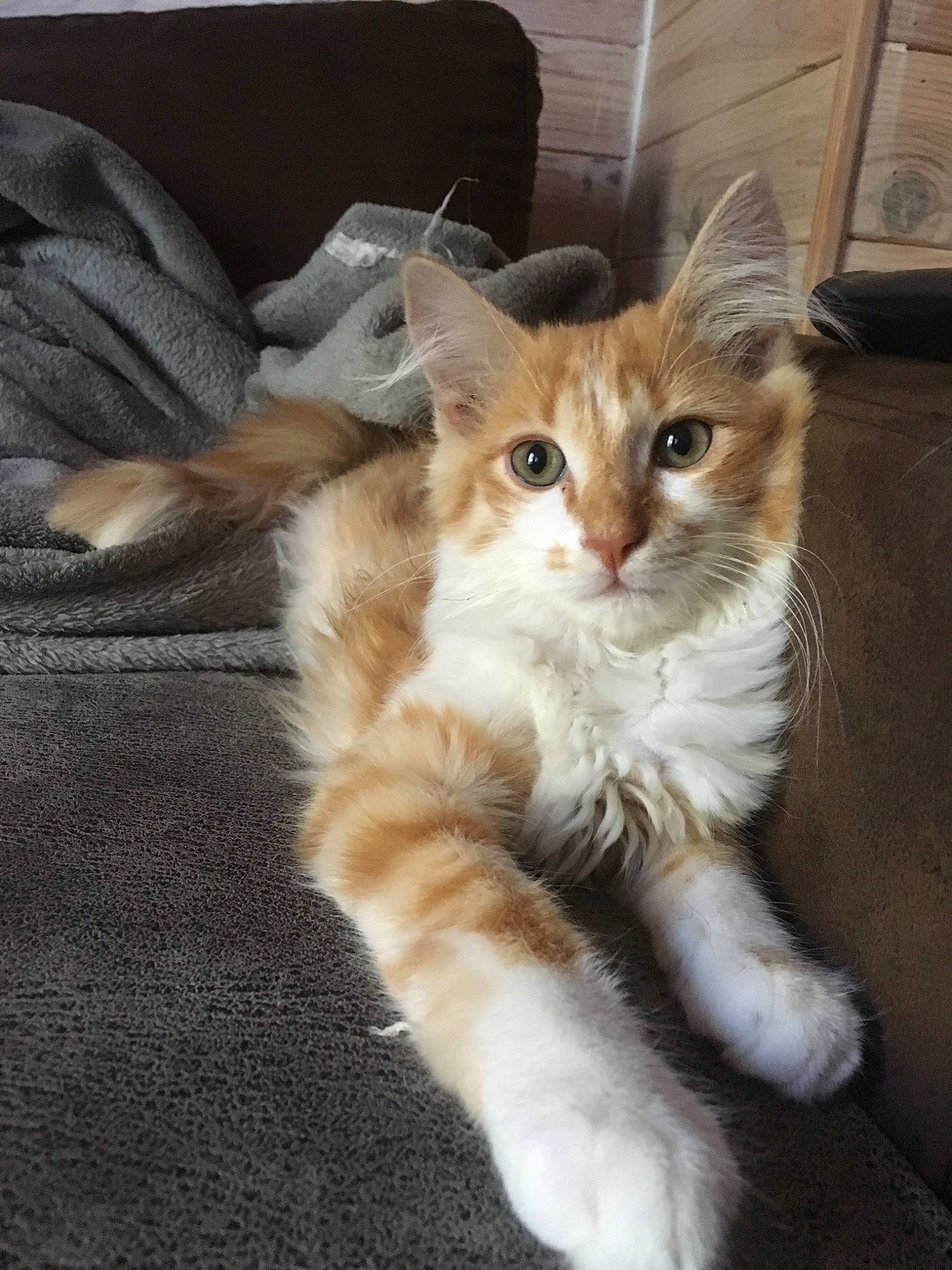 Praline a rejoint le concours — aidez-le/la à gagner de superbes lots ! aegean_cat, asian_semi_longhair, british_semi_longhair, carnivore, cat, domestic_long_haired_cat, fawn, felidae, kitten, maine_coon, mammal, norwegian_forest_cat, polydactyl_cat, ragamuffin, small_to_medium_sized_cats, somali, tabby_cat, tail, vertebrate, whiskers