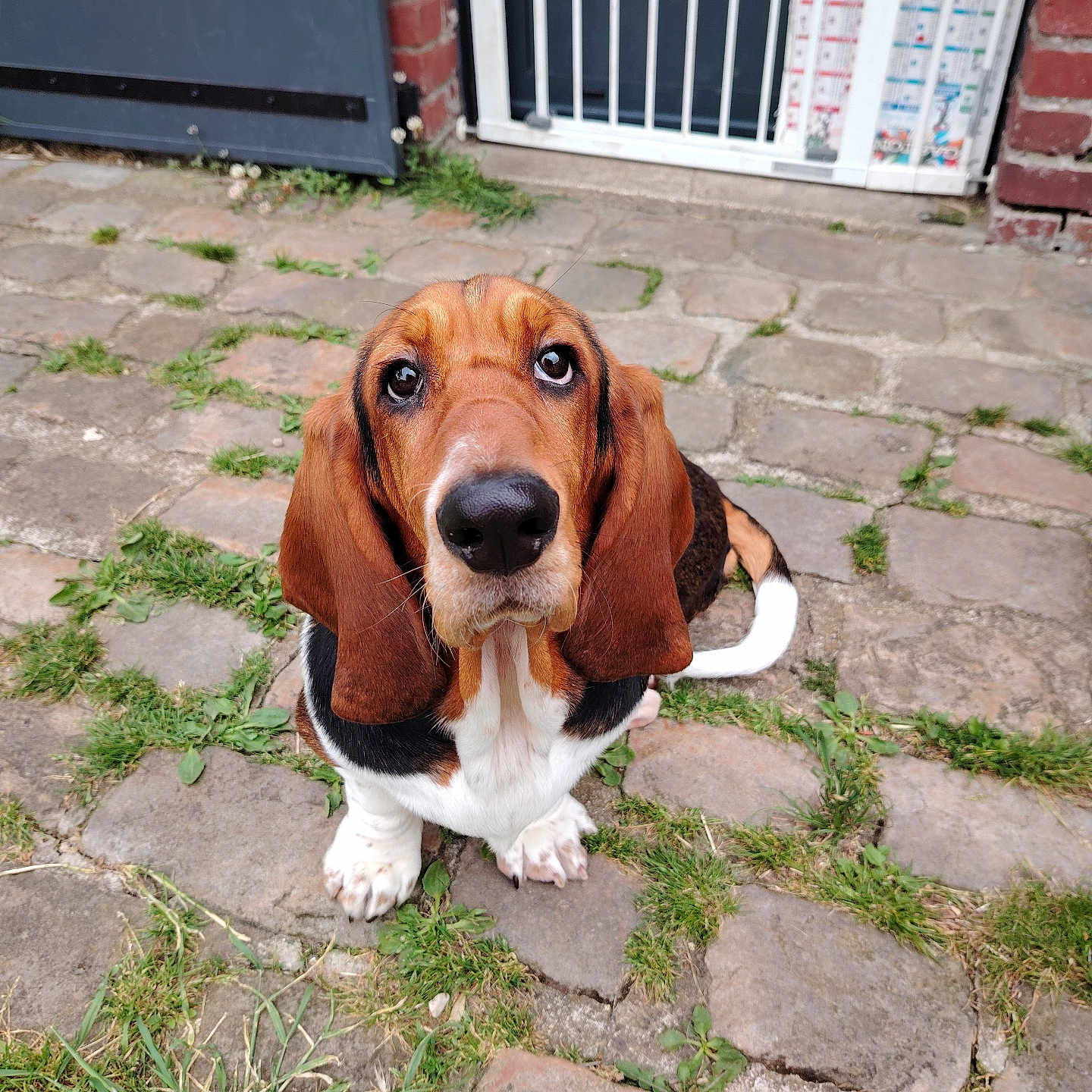 Hope a rejoint le concours — aidez-le/la à gagner de superbes lots ! animal, architecture, beagle, brick, building, canine, cobblestone, dog, flagstone, hound, outdoors, path, pet, puppy, road, shelter, sidewalk, slate, walkway, wall