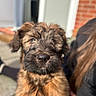 Magners is registered to the contest to win money with this photo: puppy, dog, fluffy, outdoor, sunlight, pet, closeup, fur, brown, cute, animal, portrait, young, canine, friendly, nose, whiskers, happy, companion, blurred_background