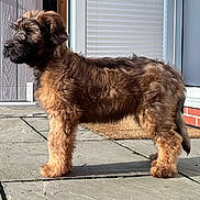 Magners is registered to the contest to win money with this photo: animal, brick_wall, brown_dog, curious, curly_fur, daylight, dog, domestic_animal, door, doormat, fur, outdoor, pet, puppy, side_view, standing, stone_patio, sunlight, window, young_dog