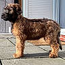 puppy, dog, outdoor, stone_patio, sunlight, fur, curly_fur, brown_dog, pet, young_dog, doormat, door, brick_wall, window, curious, standing, animal, domestic_animal, daylight, side_view
