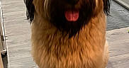 Magners is registered to the contest to win money with this photo: animal, black_fur, brown_fur, cabinet, canine, companion, curly_fur, cute, dog, domestic, floor, fluffy, fur, happy, indoor, kitchen, pet, sitting, tongue_out, wooden_floor