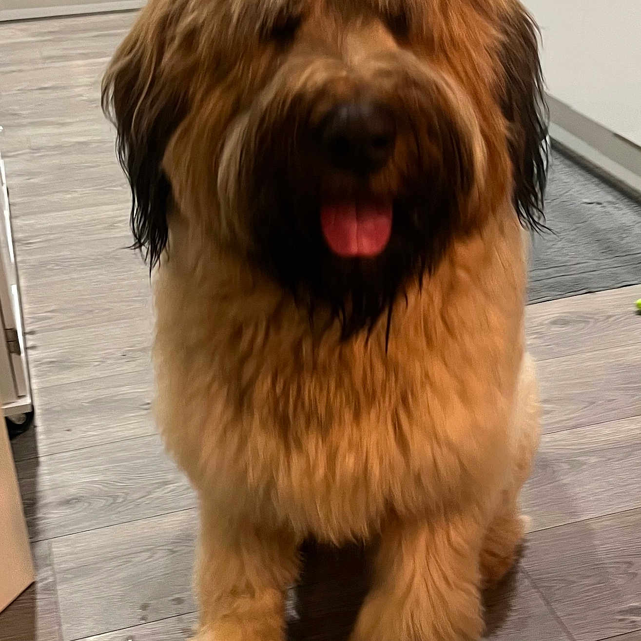 Magners is registered to the contest to win money with this photo: dog, indoor, floor, wooden_floor, fluffy, curly_fur, tongue_out, pet, animal, brown_fur, black_fur, happy, sitting, kitchen, cabinet, domestic, canine, companion, cute, fur