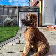 Magners joined the competition — help win amazing prizes! puppy, dog, brown, fluffy, sitting, patio, stone, grass, garden, fence, sky, clouds, house, door, sunlight, outdoor, daytime, pet, young_animal, backyard