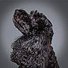 Archie joined the competition — help win amazing prizes! adorable, animal, black_dog, canine, close_up, companion, curly_fur, cute, dog, domestic_animal, fur_texture, furry, indoor, isolated_background, looking_up, mammal, pet, portrait, side_profile, studio_lighting