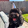 Archie joined the competition — help win amazing prizes! animal, bench, black_dog, canine, celebration, companion, cushion, dog, fence, garden, grass, happy, outdoor, party_hat, pet, portrait, smiling, summer, sunny, tongue_out