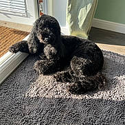 Archie joined the competition — help win amazing prizes! animal, black_dog, companion, cozy, curled_up, curly_fur, dog, domestic, door, floor, home, indoor, paw, pet, relaxed, resting, rug, shadow, sunlight, window