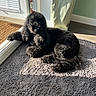 animal, black_dog, companion, cozy, curled_up, curly_fur, dog, domestic, door, floor, home, indoor, paw, pet, relaxed, resting, rug, shadow, sunlight, window