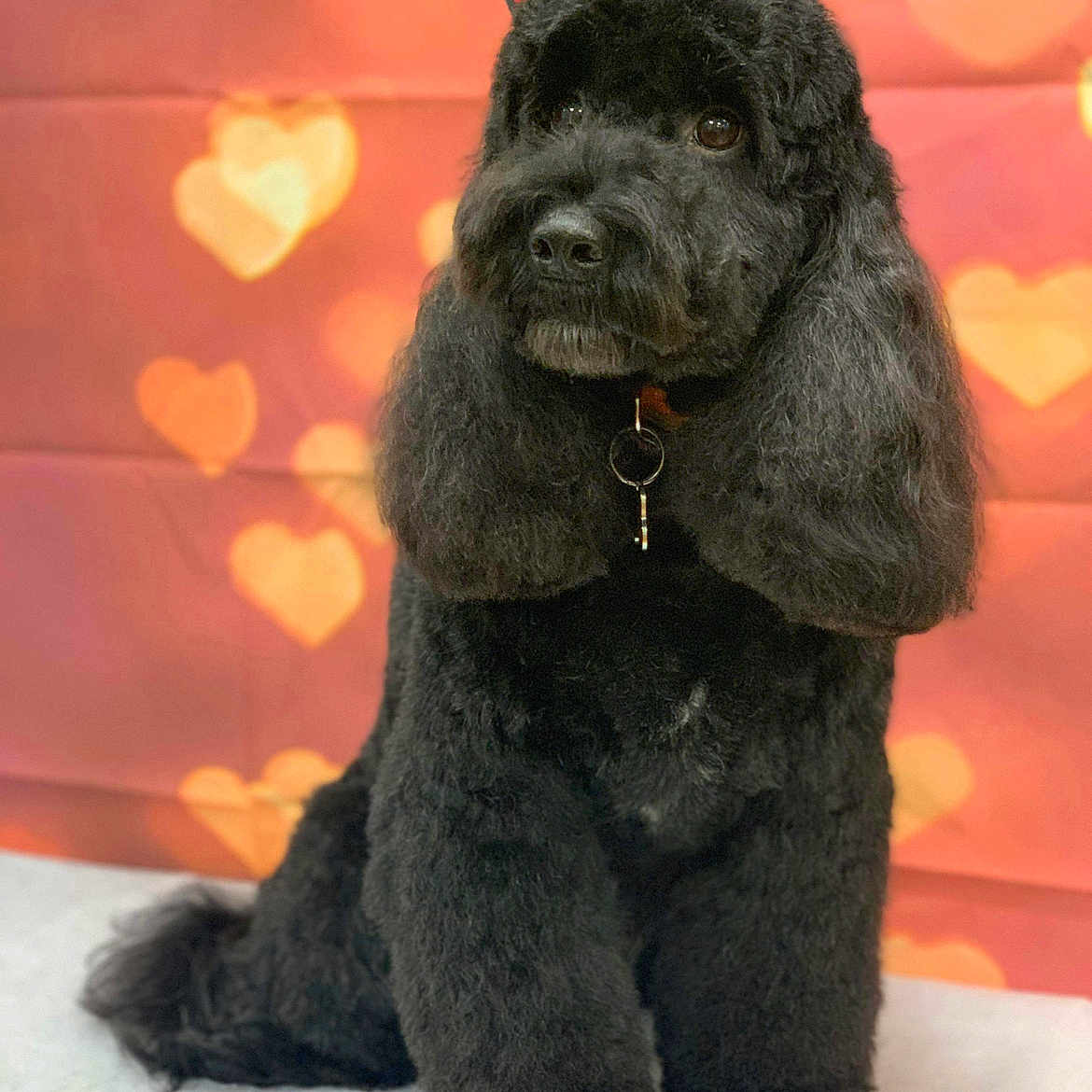 Archie