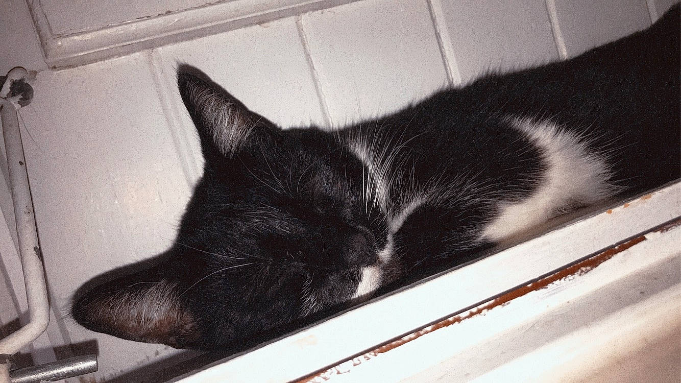 Maka a rejoint le concours — aidez-le/la à gagner de superbes lots ! black_cat, carnivore, cat, cloud, comfort, domestic_short_haired_cat, felidae, fur, monochrome, monochrome_photography, paw, room, sky, small_to_medium_sized_cats, snout, tail, vertebrate, whiskers, window, windshield