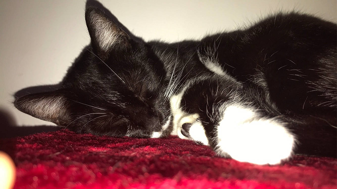 Maka participe au concours pour gagner de l'argent avec cette photo : carmine, carnivore, cat, claw, comfort, darkness, domestic_short_haired_cat, felidae, fur, monochrome, monochrome_photography, nap, paw, sky, sleep, small_to_medium_sized_cats, snout, tail, terrestrial_animal, whiskers