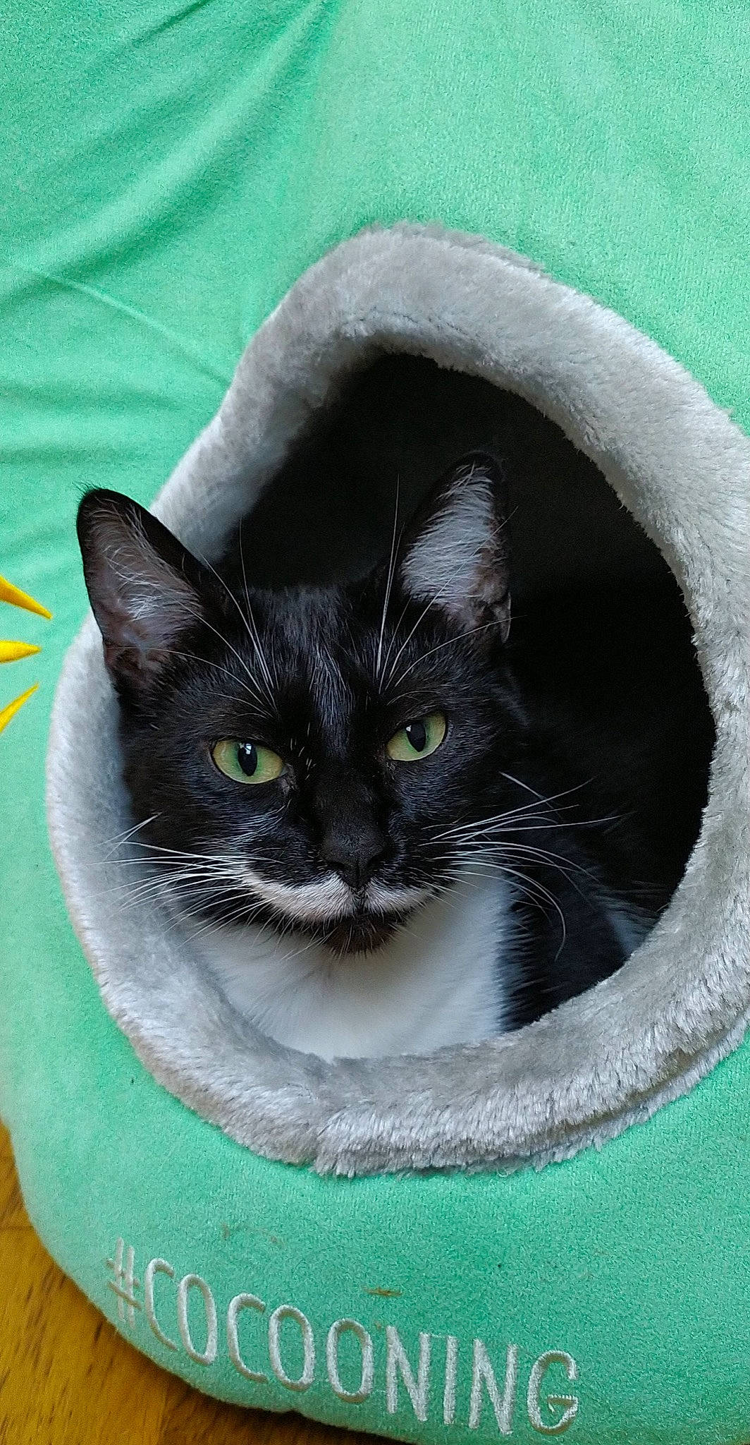 Maka a rejoint le concours — aidez-le/la à gagner de superbes lots ! carnivore, cat, cat_bed, cat_furniture, cat_supply, circle, domestic_short_haired_cat, eye, felidae, fur, grass, grey, iris, pet_supply, small_to_medium_sized_cats, snout, tail, terrestrial_animal, whiskers, window