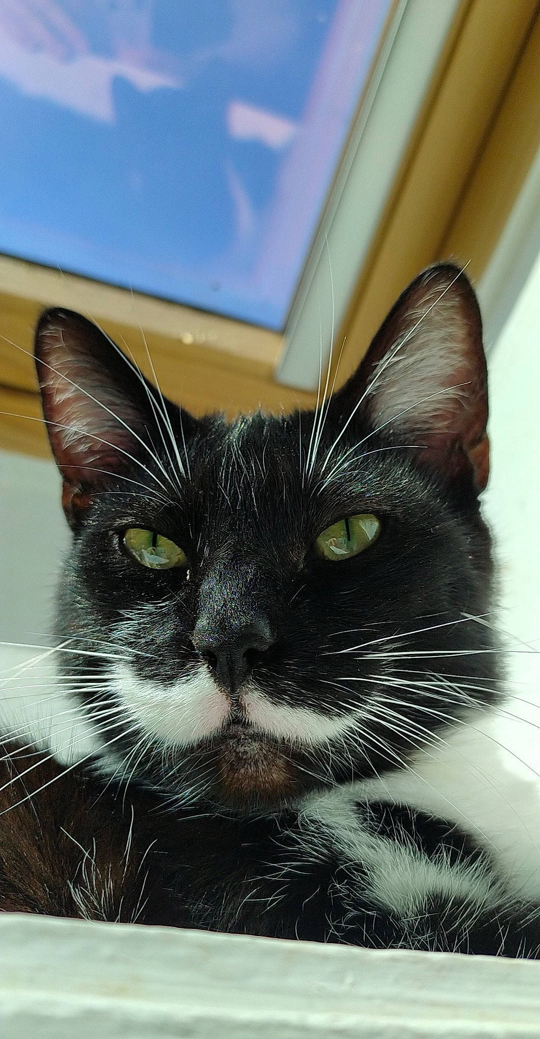 Maka a rejoint le concours — aidez-le/la à gagner de superbes lots ! art, black_cat, carnivore, cat, comfort, domestic_short_haired_cat, ear, felidae, fur, iris, paw, rectangle, small_to_medium_sized_cats, snout, tail, visual_arts, whiskers, window