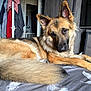 Titus is registered to the contest to win money with this photo: dog, german_shepherd, bed, blanket, feather_pattern, indoor, furniture, towels, door, television, wooden_dresser, pet, animal, fur, lying_down, relaxed, room, home, canine, resting