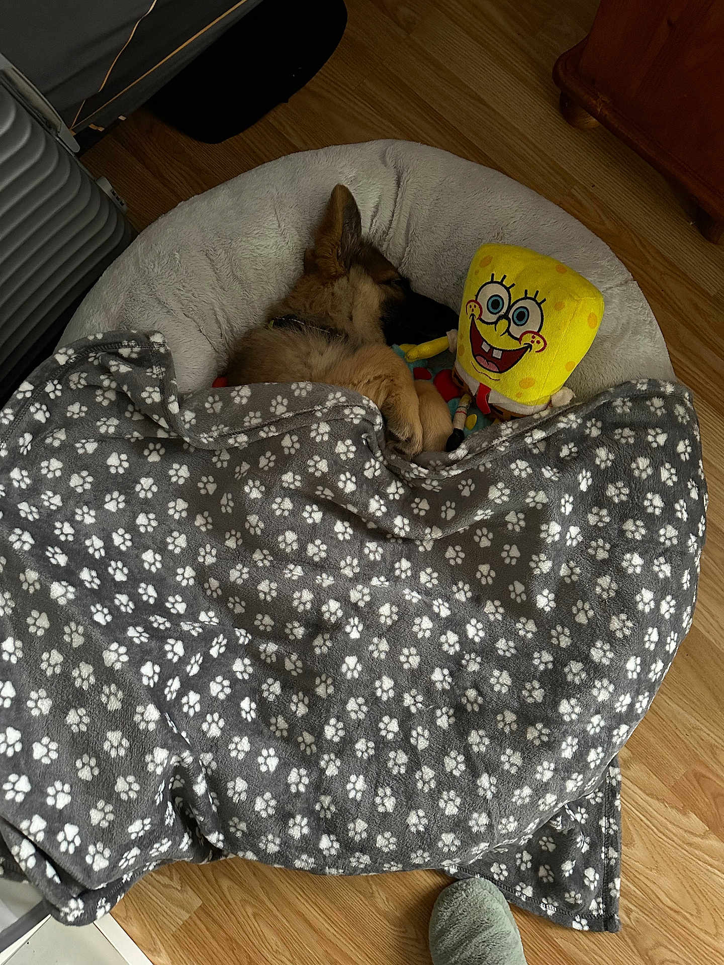 Titus is registered to the contest to win money with this photo: puppy, dog, bed, blanket, paw_print, stuffed_toy, spongebob, wooden_floor, sleeping, cozy, indoor, pet, cute, snuggled, plush_toy, soft, resting, animal, domestic, comfort