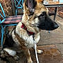 Titus is registered to the contest to win money with this photo: dog, german_shepherd, puppy, bow_tie, leash, sitting, outdoor, cafe, table, chair, brick_wall, stone_floor, blue_chair, plaid_cushion, pet, canine, animal, waiting, side_view, domestic_animal