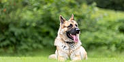 Titus is registered to the contest to win money with this photo: dog, german_shepherd, grass, tongue_out, outdoor, nature, pet, canine, animal, fur, collar, tongue, relaxed, lying_down, greenery, portrait, happy, summer, daylight, blurred_background