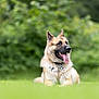 dog, german_shepherd, grass, tongue_out, outdoor, nature, pet, canine, animal, fur, collar, tongue, relaxed, lying_down, greenery, portrait, happy, summer, daylight, blurred_background