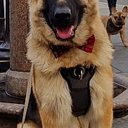 Titus is registered to the contest to win money with this photo: german_shepherd, dog, bow_tie, harness, sitting, urban, street, sidewalk, french_bulldog, leash, person, jacket, walking, happy, canine, animal, portrait, outdoor, background, pavement