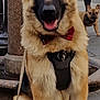 german_shepherd, dog, bow_tie, harness, sitting, urban, street, sidewalk, french_bulldog, leash, person, jacket, walking, happy, canine, animal, portrait, outdoor, background, pavement