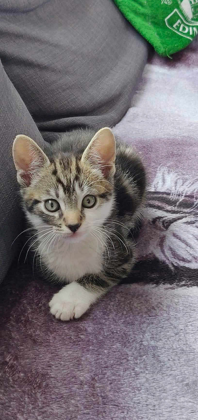 Mr. Jhonny Depp joined the competition — help win amazing prizes! kitten, tabby, cat, pet, animal, feline, cute, whiskers, paw, fur, indoor, blanket, purple, cozy, young, small, ears, eyes, resting, curious