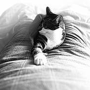 Mr. Jhonny Depp is registered to the contest to win money with this photo: cat, black_and_white, animal, pet, legs, blanket, plaid, relaxing, indoors, soft_fabric, cozy, resting, feline, comfort, shallow_depth_of_field, blurred_background, whiskers, paws, striped, sleepy